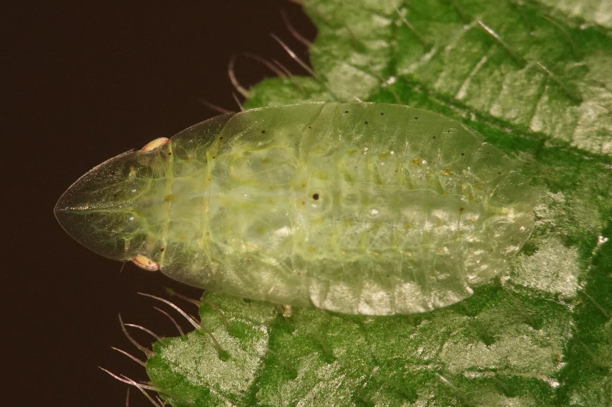Top view of the leafhopper resting on a leaf. It is oval, green and semi transparent on the edge.
