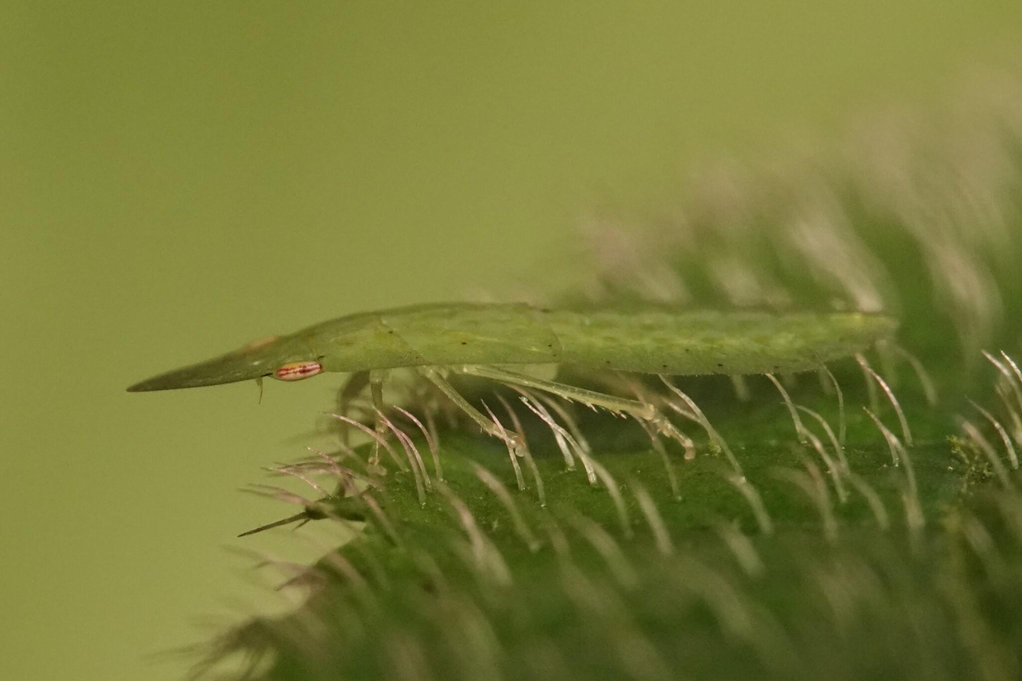 Side view of the leafhopper. Its thin shape makes it look distorted. Even the eyes look like a horizontal slit, instead of oval or round.