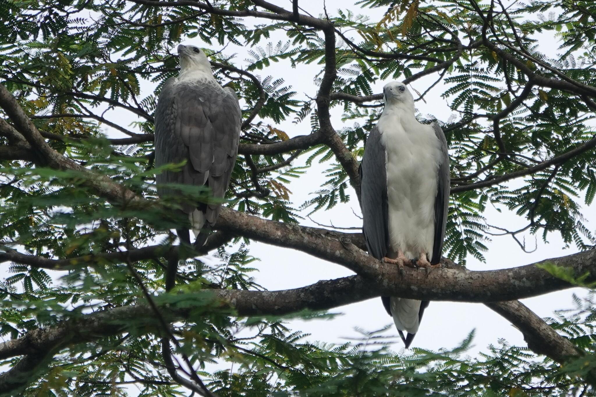 Two eagles perched on a branch. The one on the left has its back to the camera, the one on the right is facing the camera. Both have their heads turned to look to the left side of the camera. The head, chest and tails are white while the back and wings are grey.