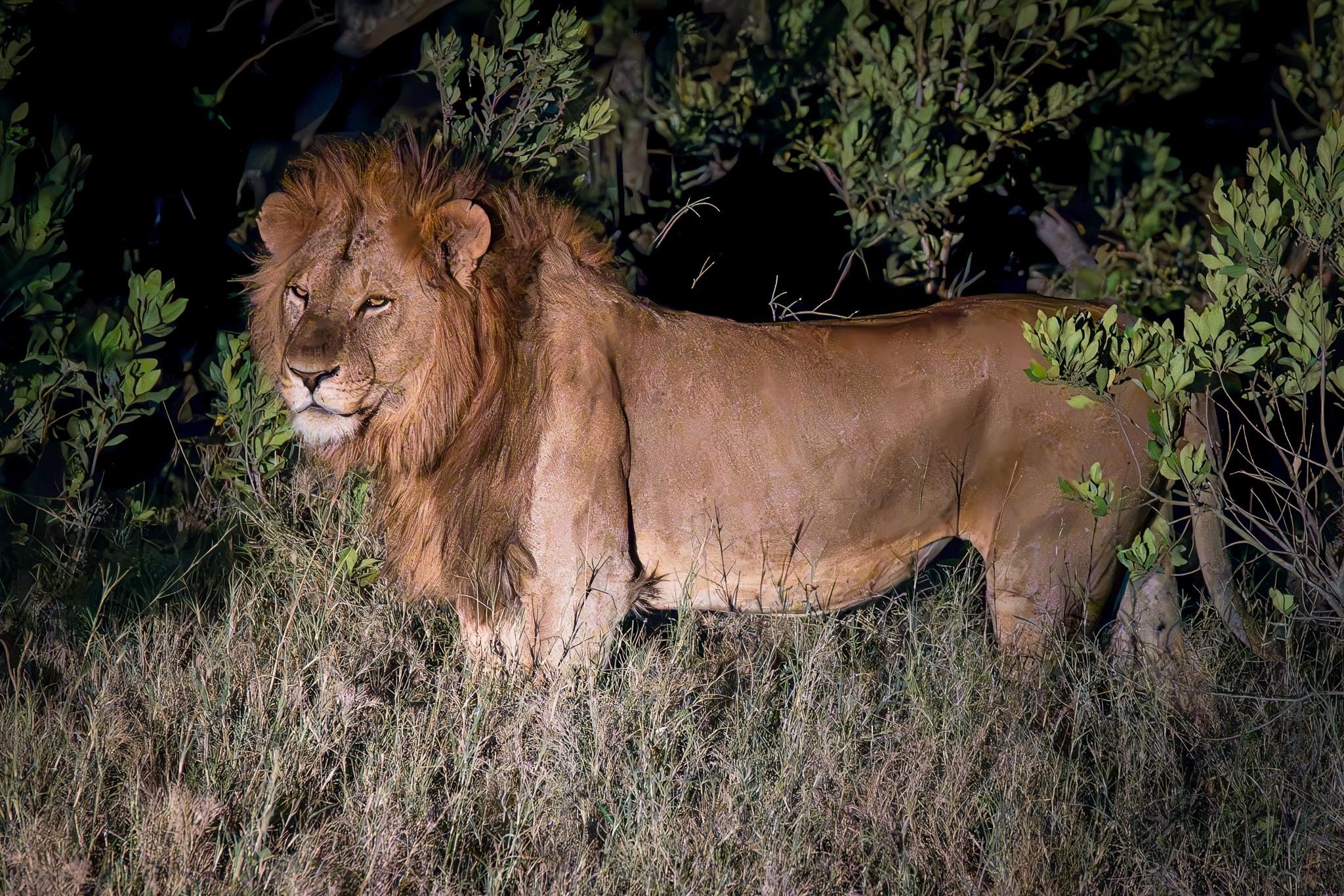 A majestic lion stands in a grassy area, surrounded by sparse foliage. The lion's mane is full and its expression is alert and regal, with a backdrop of dark greenery.