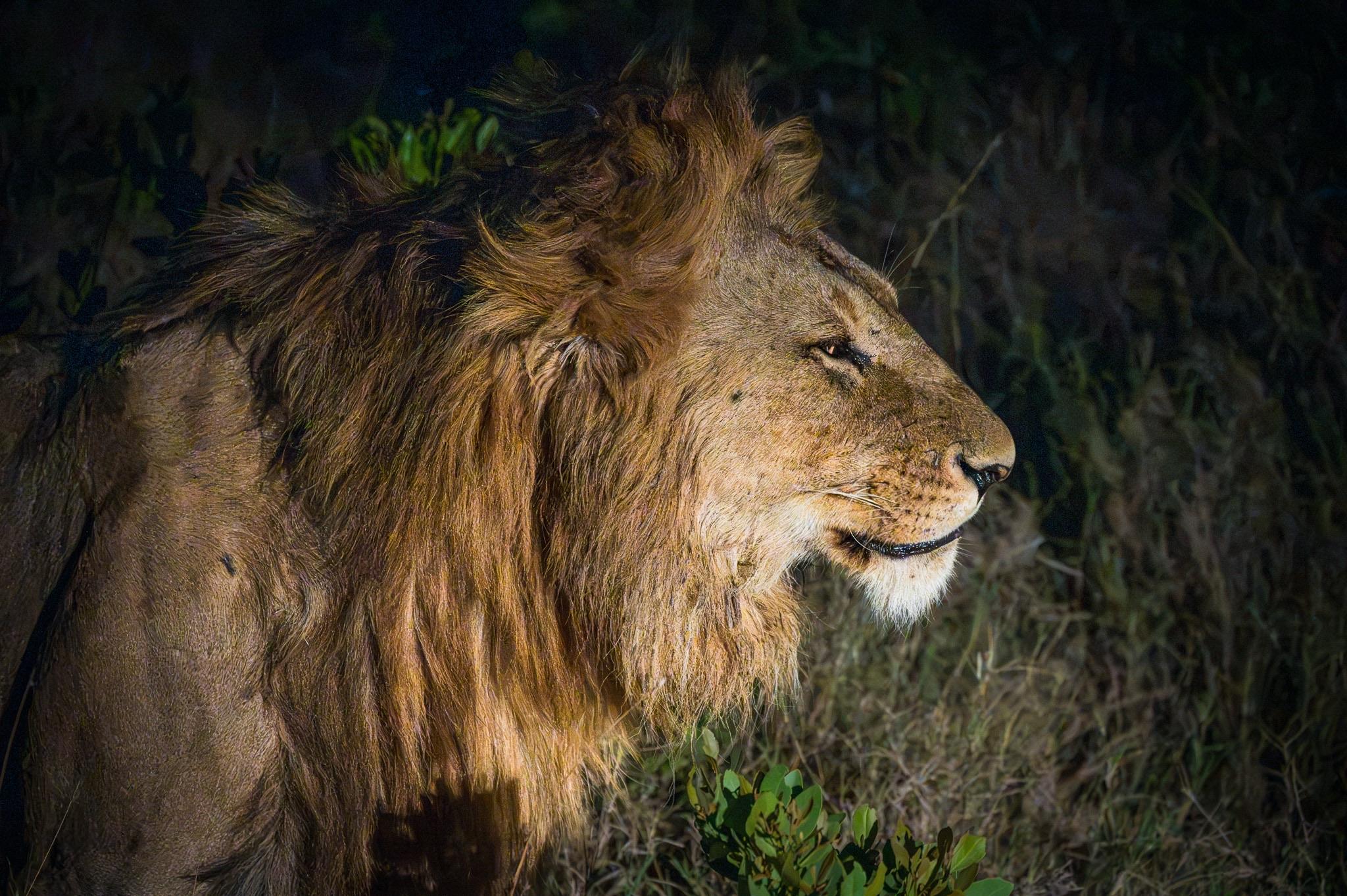 A majestic lion with a thick mane is depicted in profile against a dark background, highlighting its features and intense gaze. The setting appears to be a natural habitat.
