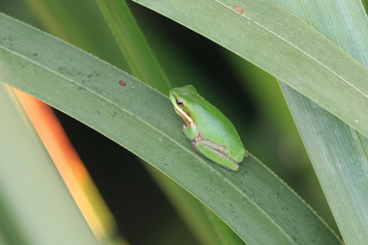 A tiny green frog on a reed lead. It is sitting "loaf style" with its legs tucked up under it.
