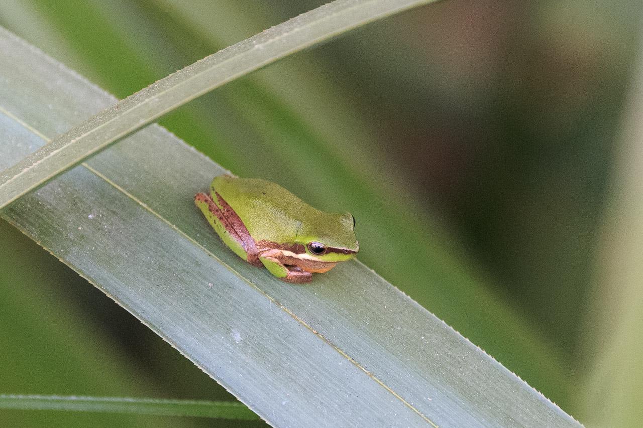 This tiny green frog loaf is facing to the right with its head tilted up slightly.