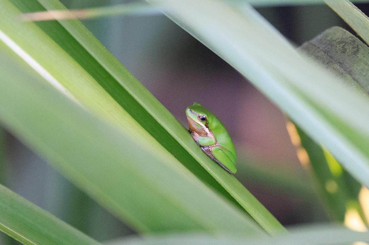 Small green frog on a reed leaf facing up and to the left.