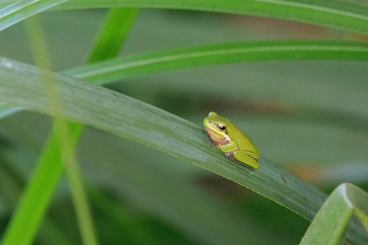 Another small green frog facing left.