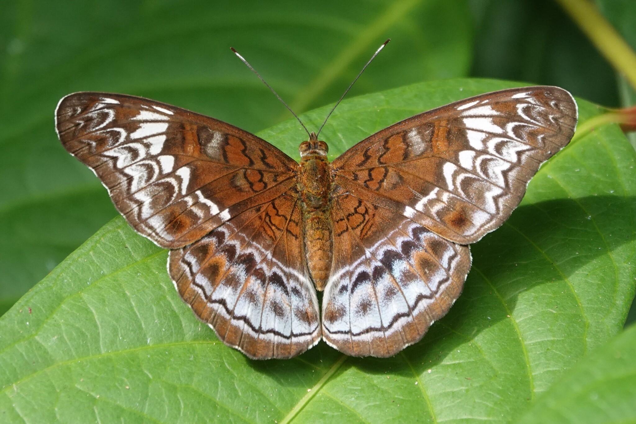 A butterfly resting with open wings on a leaf. It is mostly brown with a large white band patterned with brown scallops on the wings.