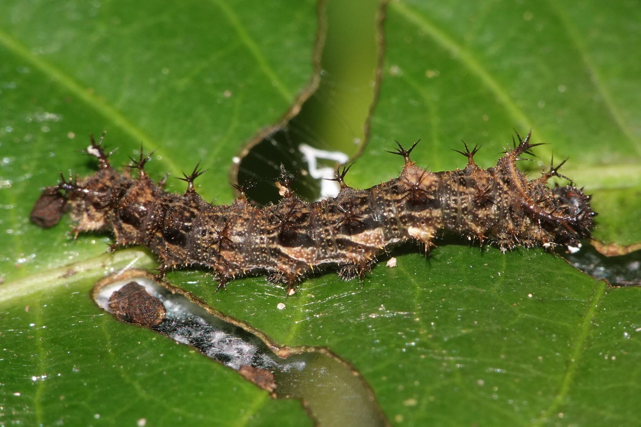 A caterpillar on a leaf. The caterpillar has a pattern of dark and light brown patches on its body. Each body segment has a series of points with sharp spines poking out.