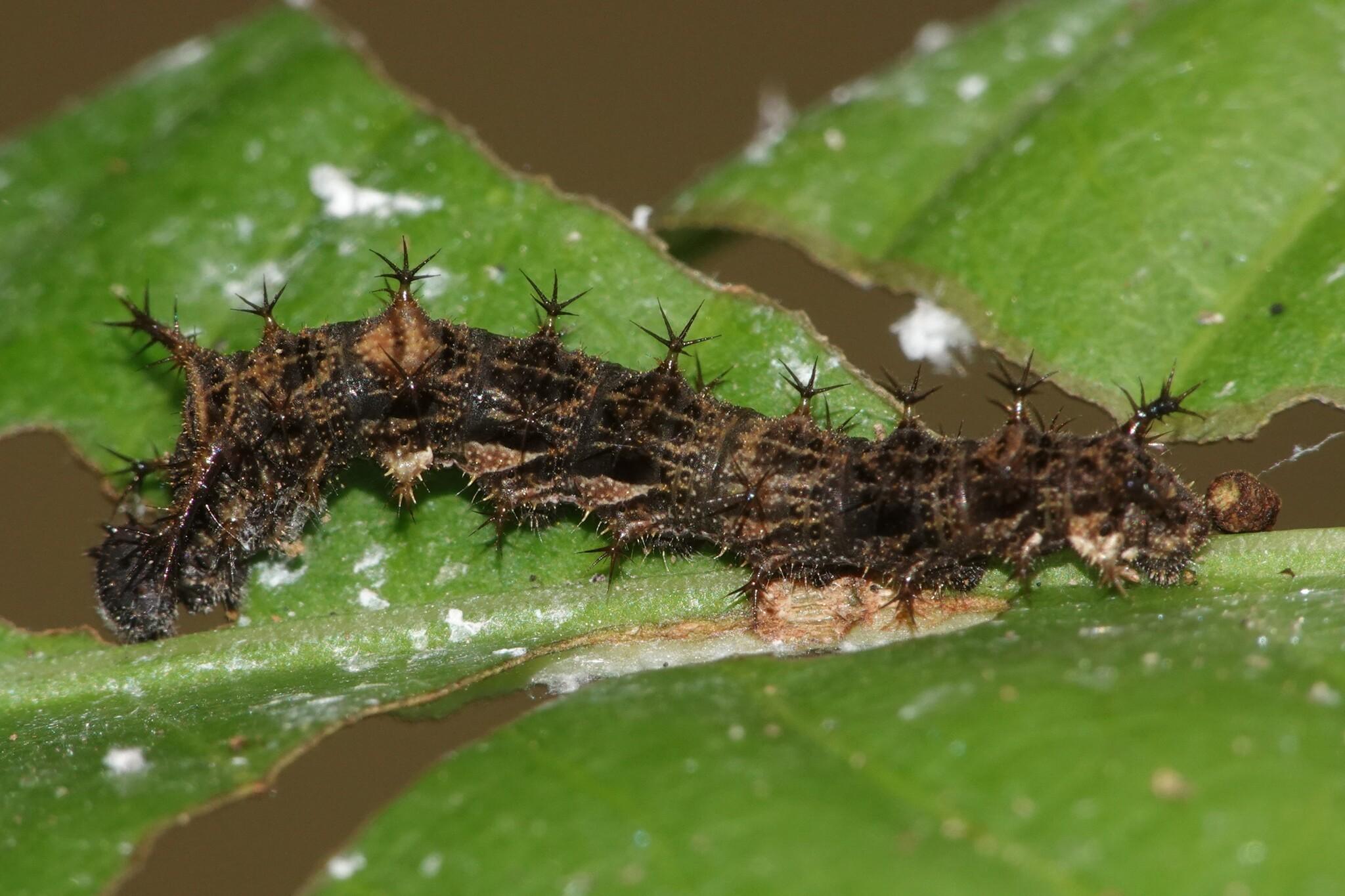 Another view of the caterpillar.