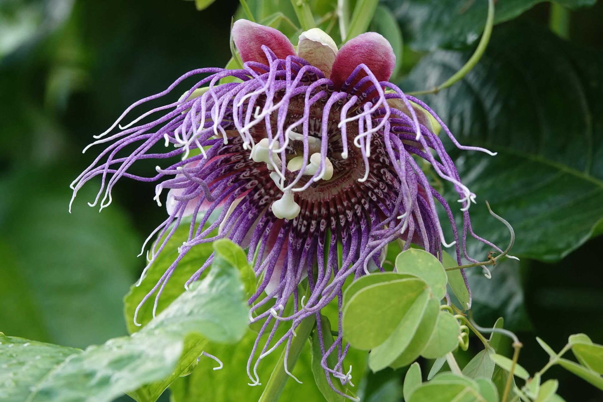 A large passionflower. It has a large face with purple tendrils surrounding it. The centre of the flower has white stalks.