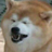 :dog_cry: :dog_cry: