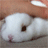 :rabbit_pat: