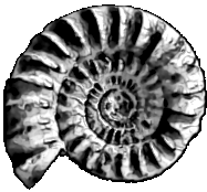 :ammonite: