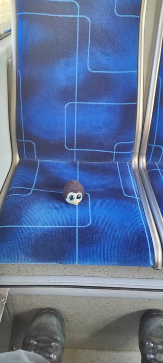 Der pinguwurf sitzt auf einem blau gemusterten Sitz in einer Strassenbahn/Bim/Tram und schaut in die Kamera