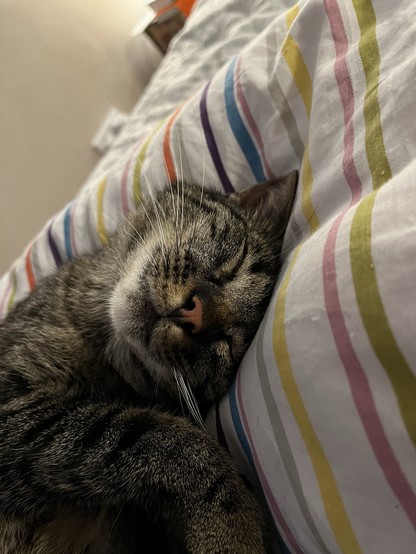 Eine schlafendes Kätzchenin Nahaufnahme 