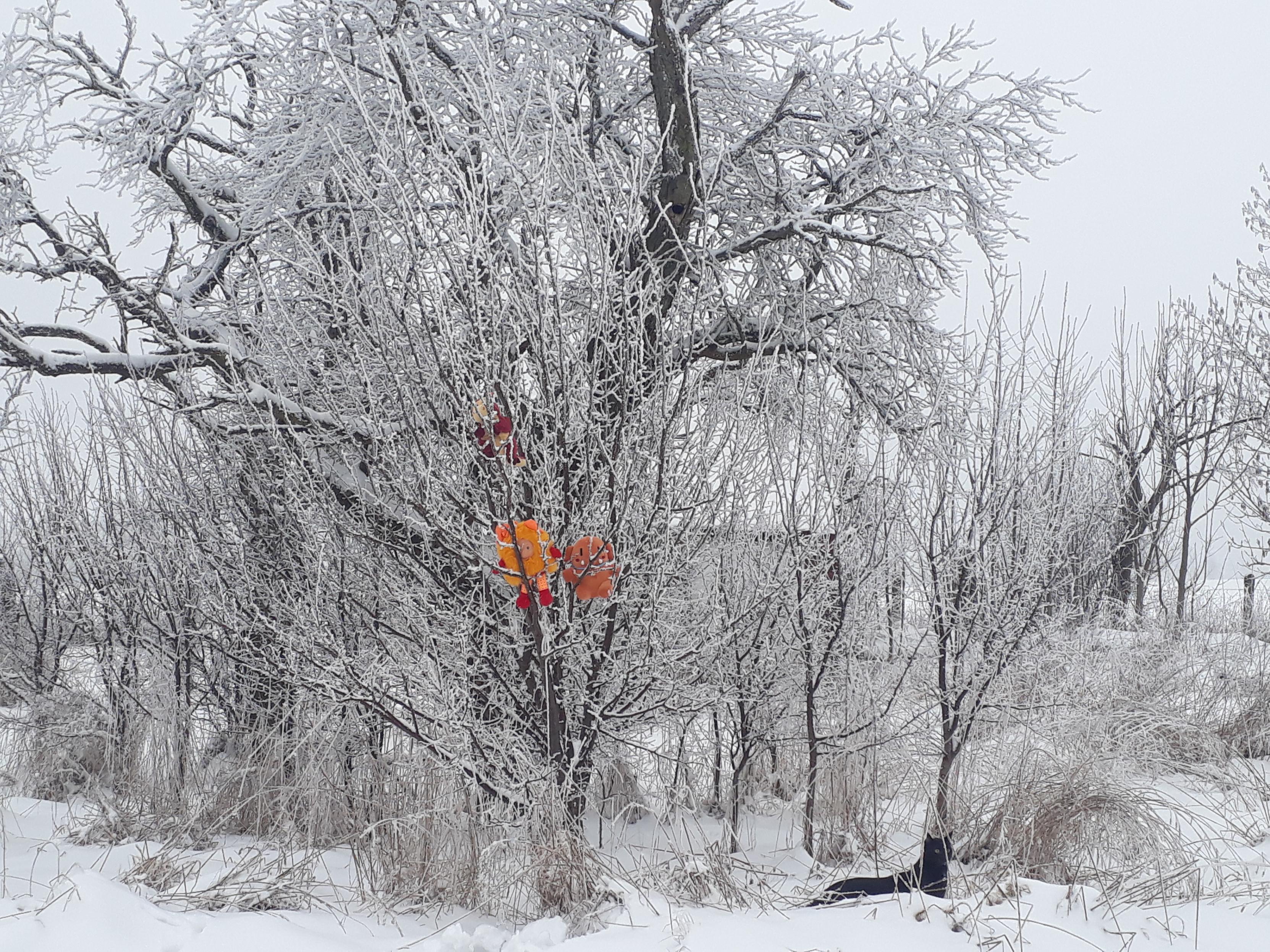 Das orongsche Rüsselplüsch, Mango und ich haben uns sehr gut in dem gefrorenen und blattlosen Baum versteckt.
