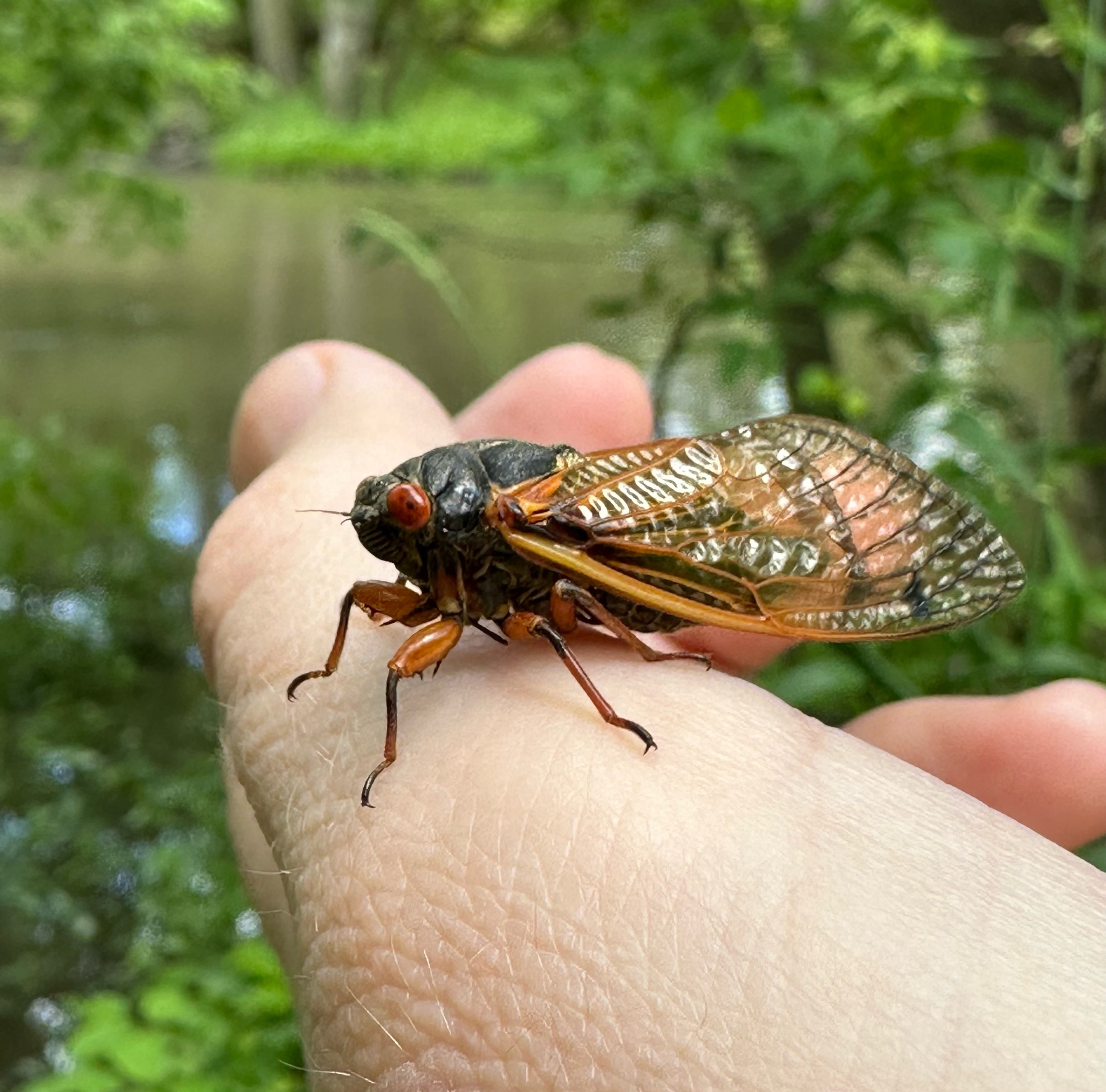 A 17 year cicada on my hand