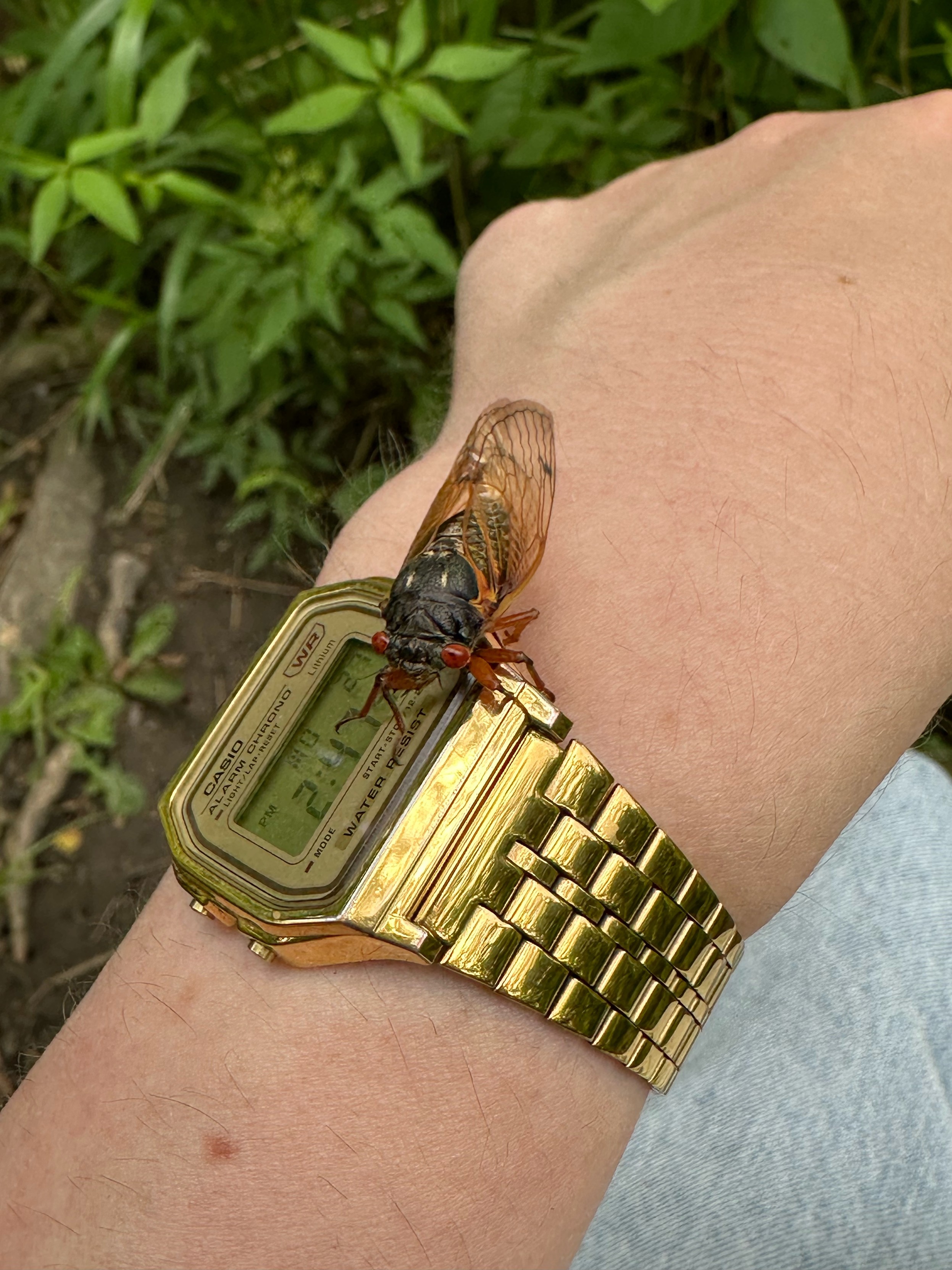 Cicada walking on my watch