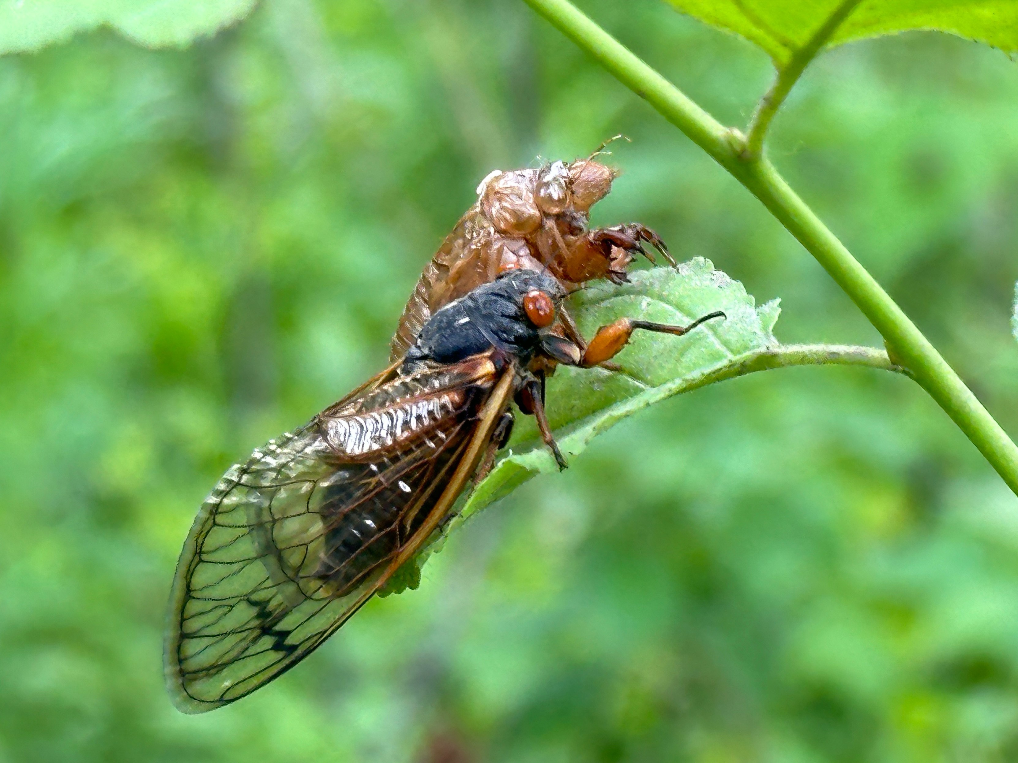 A live cicada next to an empty husk on a leaf 