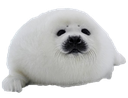 :aseal: