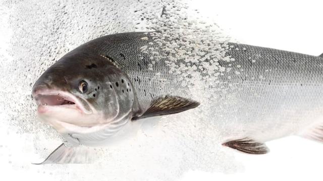 Salmon given antianxiety drugs take more risks, study finds