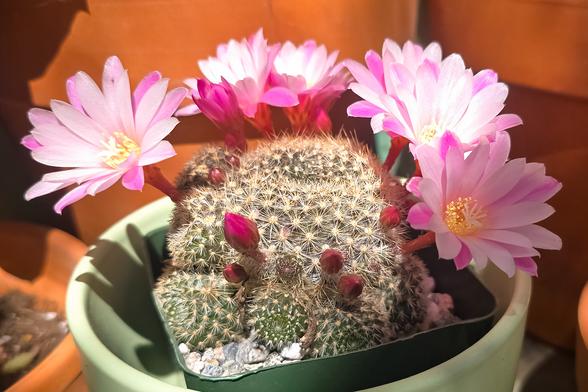 Photo of little round cacti blooming with flowers sitting in a green ceramic pot outdoors during one sunny morning. The parent Rebutia “Narvaecensis” is at the center of the image, framed by vibrant pink flowers glowing in the sunlight toward the upper-right and several smaller offsets and unbloomed flower buds toward the bottom-left. The entire plant is in a gravel-lined small, square green plastic cup, which sits loosely in a larger, round pastel-green cup surrounded by orange, terracotta pots.