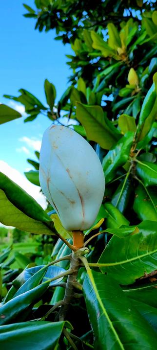 Closeup of a magnolia bud (white petals, orange stalk) nestled among its green leaves. Light sky with some white clouds in the background.