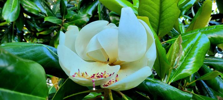 Closeup of a bloomed magnolia (white) nestled among its green leaves. Some yellow stamens with purple petals visible in two petals.