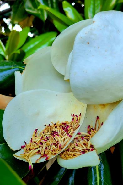 Closeup of parts of a bloomed magnolia (white) nestled among its green leaves. Many yellow stamens with purple petals visible in two petals.