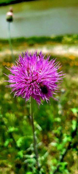 A purple thistle with a small black-brown bug of some kind at the right bottom of the flower. Fuzzy green grassy vegetation in the background.