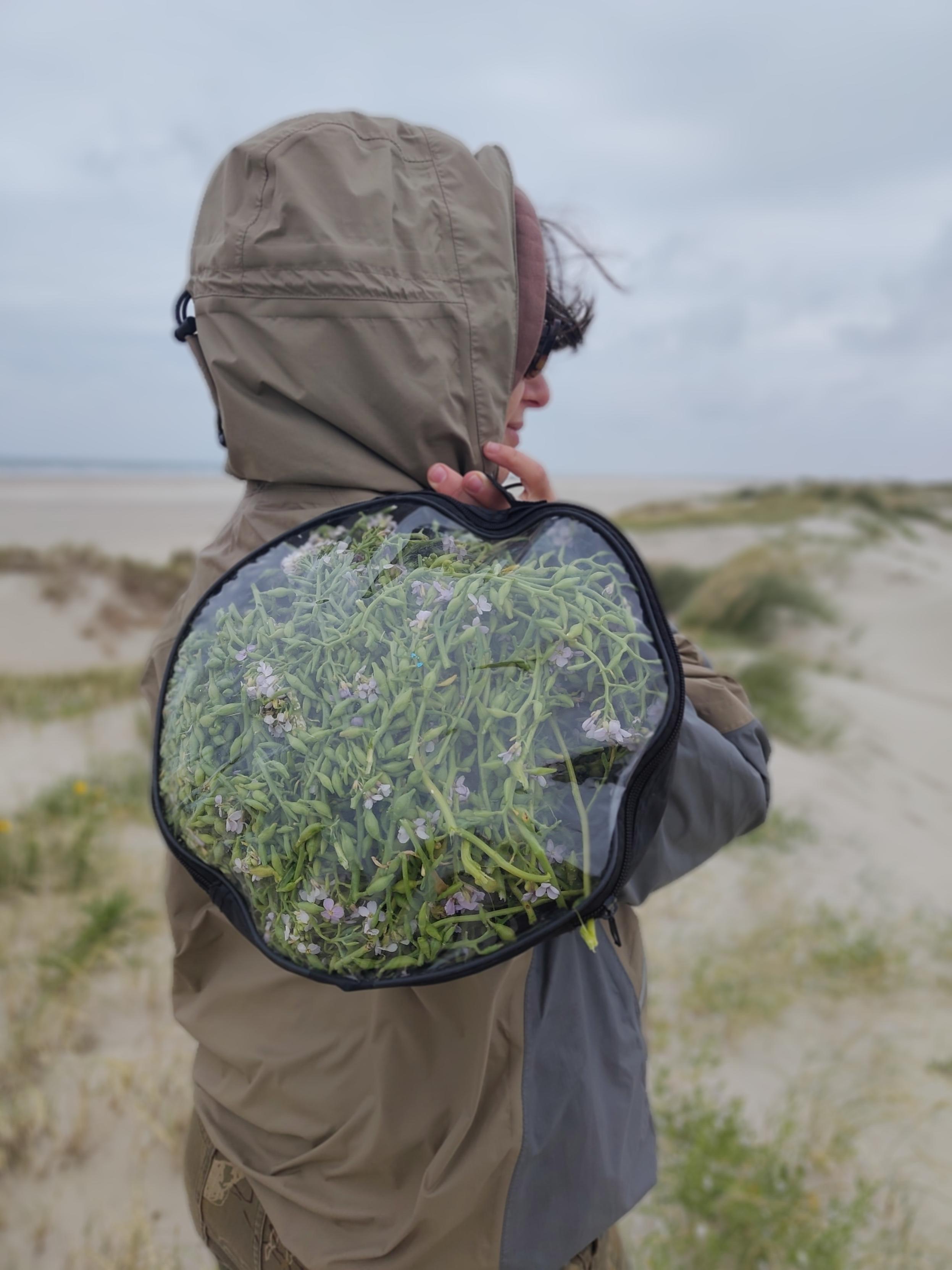 Person in green jacket with their back turned to the camera holding a bag of beach mustard pods