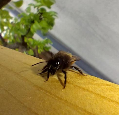 a bee on some wood looking at the camera