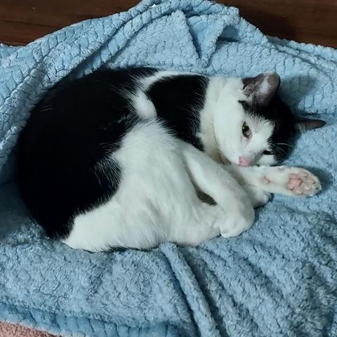 A little black and white cat with a very pink nose lies on a blue blanket.