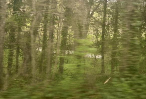 Photo of roadside trees taken through the window of a car traveling at high speed. The trunks and leaves closest to camera are blurred into green and brown streaks, while more distant trunks remain relatively clear. Through the trees can be glimpsed a river and a green field beyond.