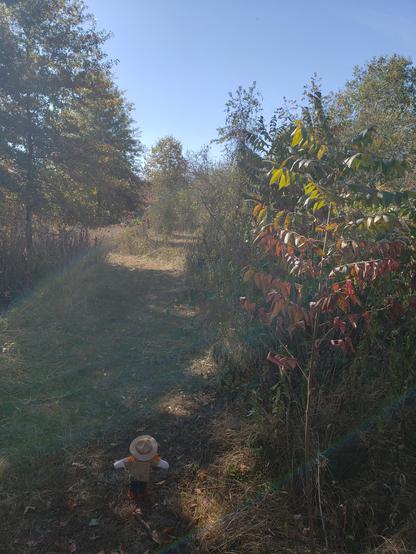 Ranger Sarah hikes through a small forested area along the Coyote Trail.
— at Prairie State Park, Missouri