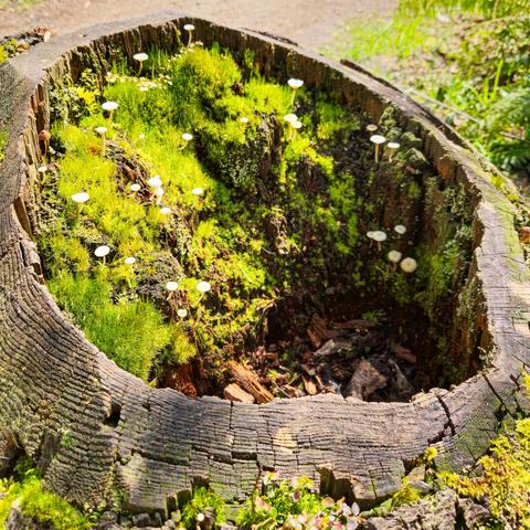The image shows the inside of a hollow tree stump, which is covered with moss and small mushrooms. The sunlight highlights the vibrant green moss and the white caps of the mushrooms, creating a lush, natural scene.