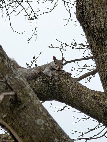 A gray squirrel lies flat on its stomach along a thick, textured tree branch, looking directly forward at the camera. Behind it are bare, thin branches with small buds, silhouetted against an overcast sky.