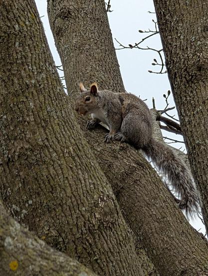 A gray squirrel with a bushy tail clings diagonally to the side of a large tree trunk with deeply textured bark. It looks slightly upwards and to the left. Other tree trunks and bare branches against a cloudy sky are visible in the background.