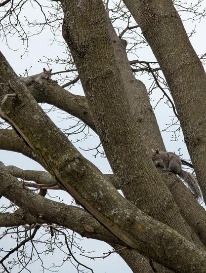 Two gray squirrels are pictured in a large tree with multiple thick, textured trunks and bare branches against a cloudy sky. One squirrel lies flat on a branch in the upper left, looking at the camera. The second squirrel is perched on the side of a trunk further down and to the right, looking away.