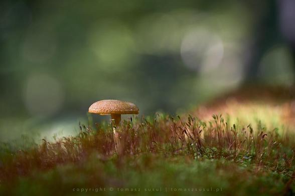 A single golden-red mushroom stands quietly amid a dreamy carpet of moss, bathed in gentle forest light. The background melts into soft, blurred shades of green, creating a peaceful, almost magical woodland scene.