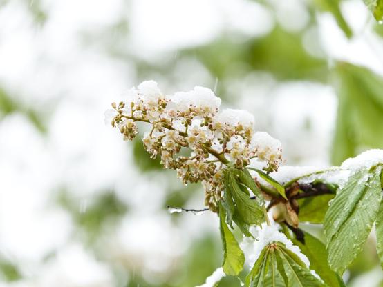 A close-up photo of a chestnut tree bunch of flowers sitting on a branch with green leaves, all covered with wet snow. The background is out of focus, mostly bright white to the left and green to the right. The photo made in the first days of May.