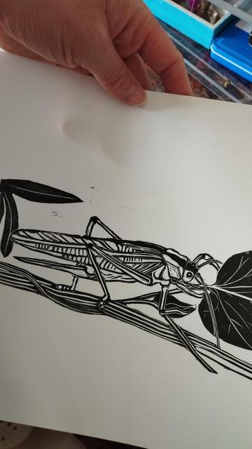 Illustration d'une sauterelle verte parmi des végétaux. Imprimée en noir d'après une linogravure.
