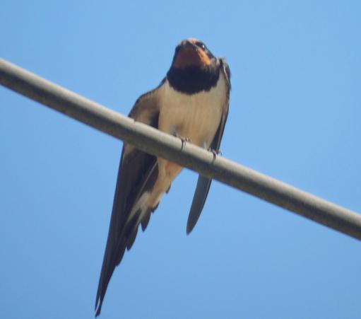 A swallow sitting on a wire.