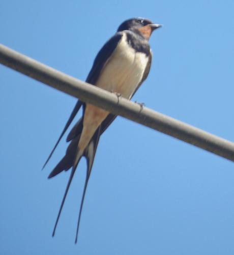 A swallow sitting on a wire.