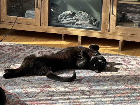 A large, handsome black cat sprawls on his back on a multicolored rug. An electric fireplace can be seen behind.