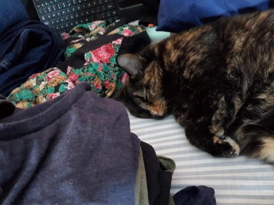 Minerva, a tortoiseshell cat, snoozing on my bed while surrounded by clean laundry.