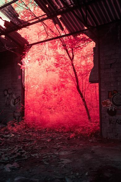 picture showing a missing bit of a wall from the inside of a decrepit building. through the hole in the wall comes vegetation, but since it is an infrared photograph the vegetation is bright red and glowy