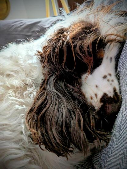 La cocker dort sur le canapé. Elle a des poils longs et des oreilles de 29 mètres de long.