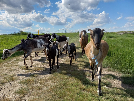 A herd of black, white, and brown goats of many sizes walking along a dirt road toward the camera.  One brown goat who is extremely wide from eating grass all day is heading right for the camera, which she is pretty sure must be a treat of some sort.  There is green grass, blue sky, and puffy white clouds in the background.