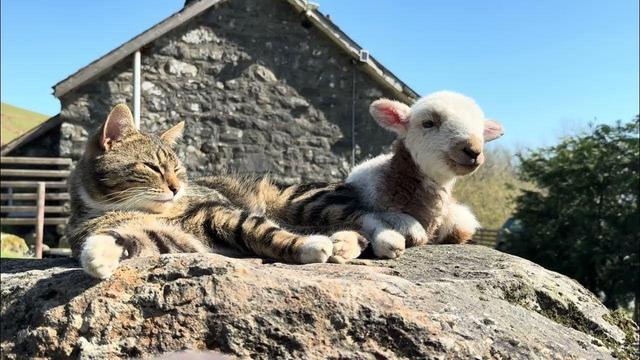 Little Lamb Chilling With Cat on stone in front of an old stone farm house