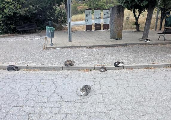 five cats on the road and pavement in a village